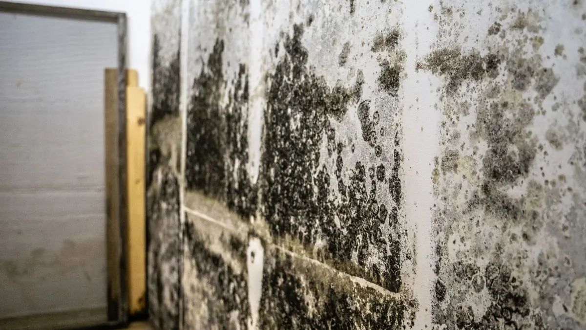 Dark mold spreading across a basement wall
