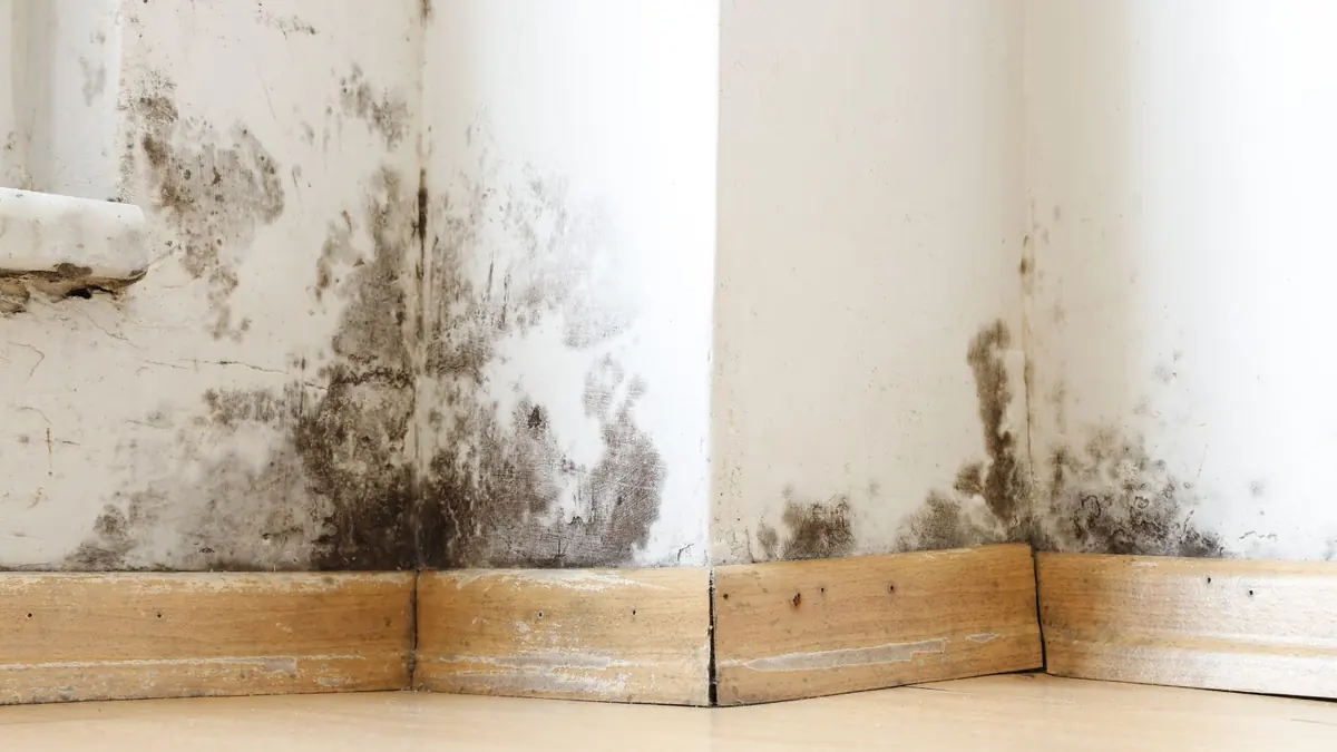 Mold growth along the baseboard at a wall corner after a leak