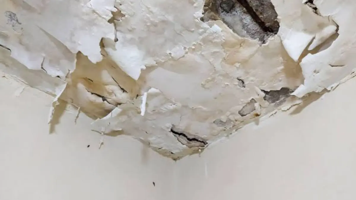 Water damaged ceiling with peeling paint and plaster