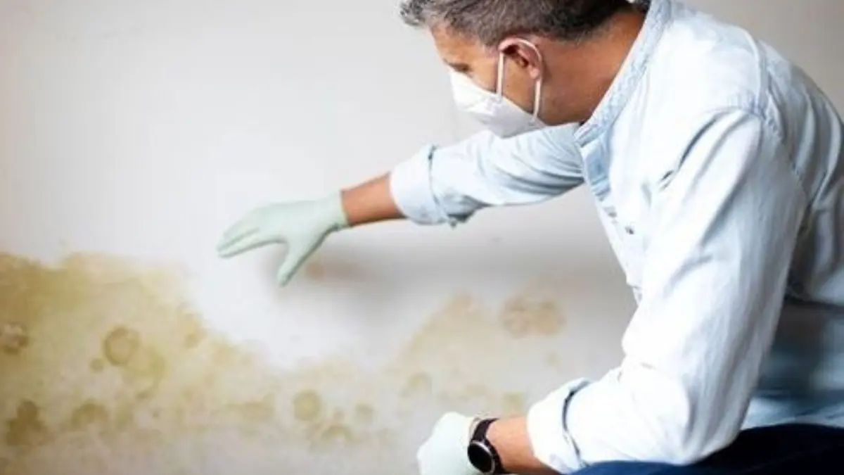 Inspector in a mask examining a stained water damaged wall